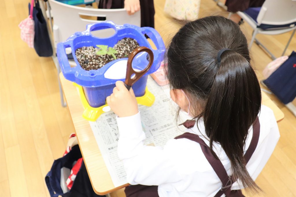 1年生のあさがお観察 芽が出ました 共愛学園小学校 1年生のあさがお観察 芽が出ました 共愛学園小学校