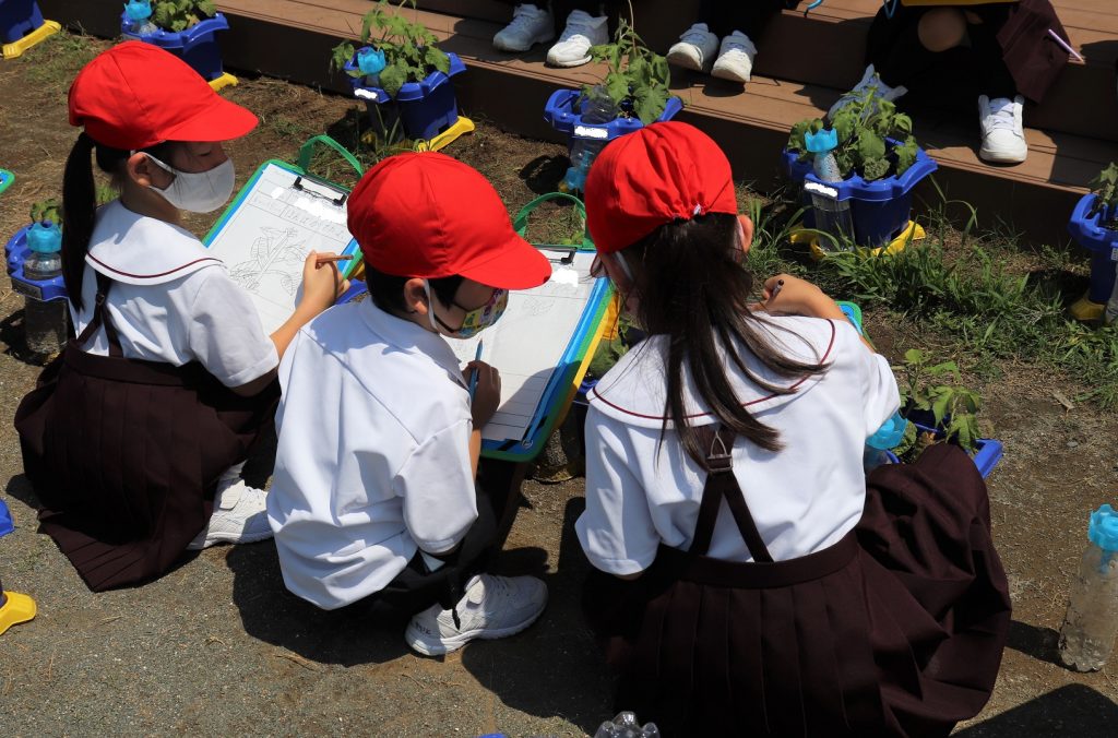 １年生のあさがお観察 本葉が出ました 共愛学園小学校